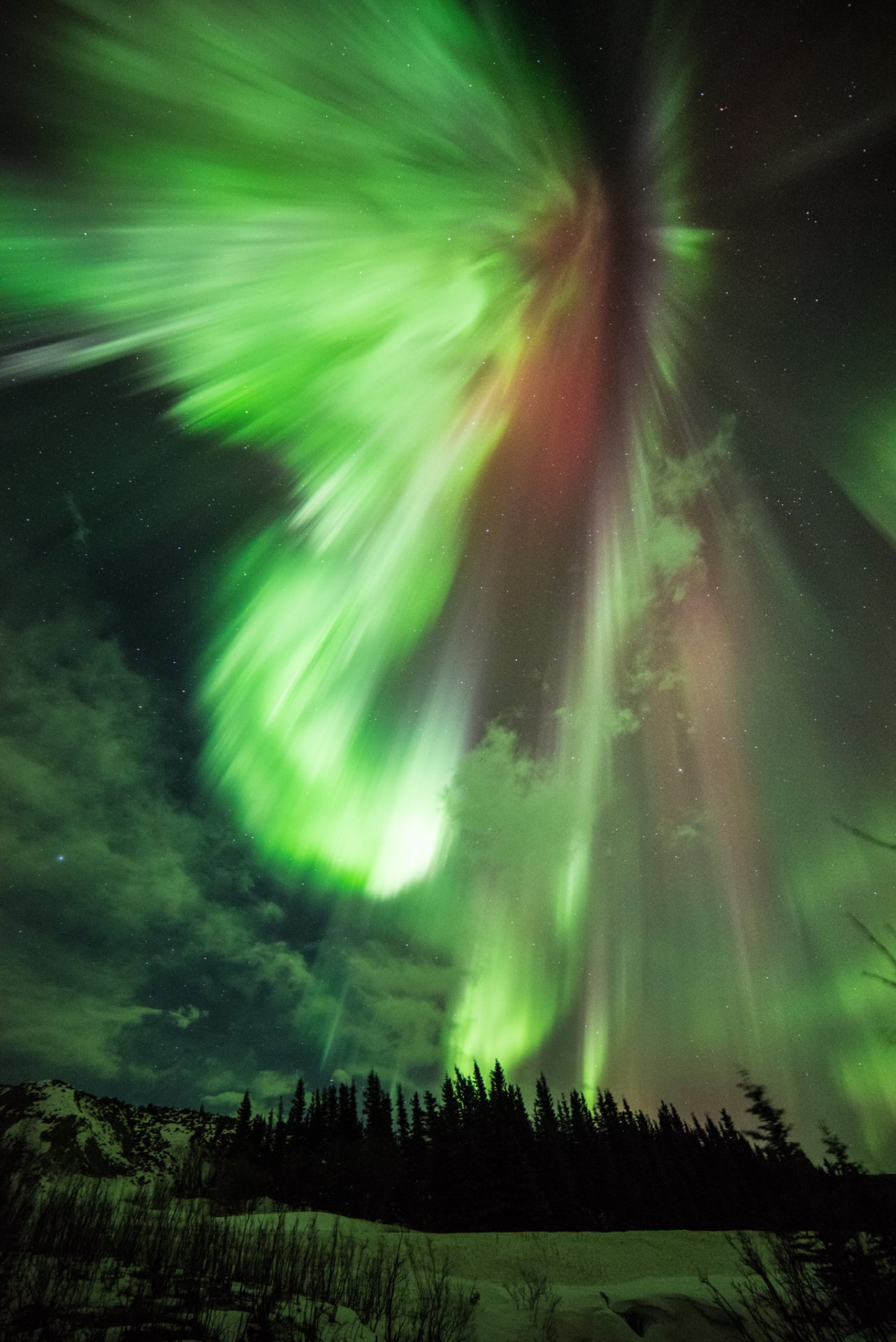 The green lights of an aurora dramatically explode outward against the backdrop of the night sky peppered with fluffy white clouds and pinprick stars. A hint of red is also visible in the center of the light. Pine trees cast in shadow are seen below.