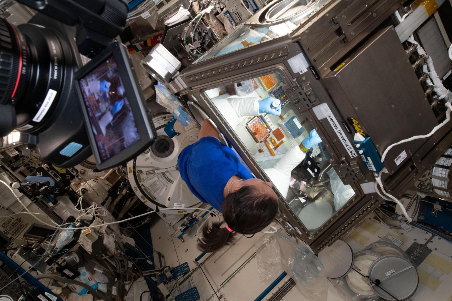 La astronauta de la NASA Megan McArthur atiende a las células de donantes dentro de la Caja de Guantes de Ciencias en Microgravedad para el estudio Inmunidad Celeste.